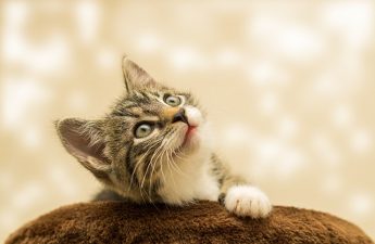 kitten staring upward against sparkly background