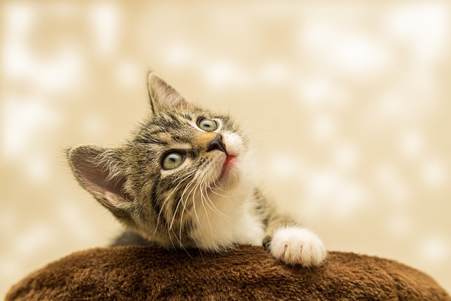 kitten staring upward against sparkly background